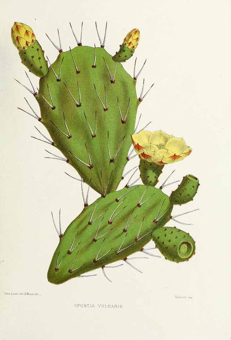 prickly pear cactus Vintage Floral Wall Decor, Illustration Botanique Vintage, Opuntia Cactus, Cactus Tattoo, Cactus Drawing, Vintage Cactus, Cactus Illustration, Cactus Planta, Indian Flowers