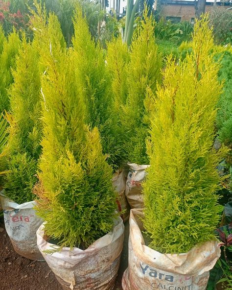 LEMON CYPRESS Add Freshness and Elegance with Lemon Cypress! Lemon Cypress trees are elegant and fragrant, perfect for enhancing the beauty of any garden. ✅ Ideal for hedges, topiary, containers, and adding a delightful lemon scent to your space. ✅ Known for its bright yellow foliage and lemony fragrance, Lemon Cypress thrives in sunny locations with well-drained soil. ✅ Price: ksh. 500 to ksh. 1500 ✅ Call/Whatsapp: 0721577998 #flowerland #landscaping #plants #flowers #eldoret #lemoncypress... Lemon Cypress, Lemon Scent, Fence Decor, Cypress Trees, Plants Flowers, Landscaping Plants, Call Whatsapp, Garden Center, Hedges