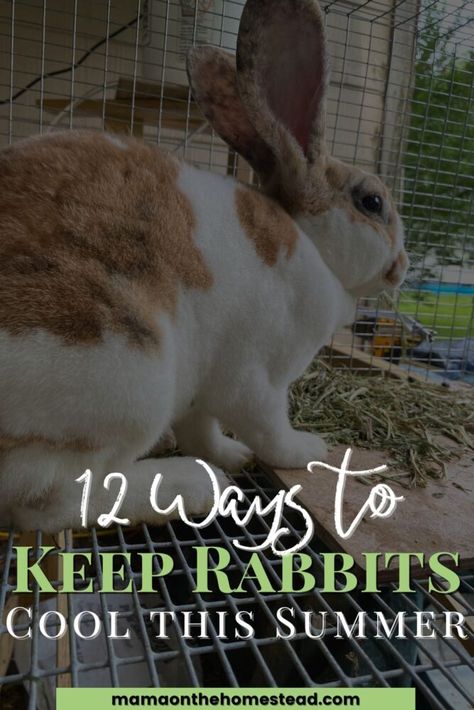 Keeping Rabbits Cool In Summer, How To Keep Rabbits Cool In Summer, Rabbit Village, Rabbit Keeping, Rabbit Waterer, Fiber Farm, Rabbit Farming, Bunny Care Tips, Pastured Pigs