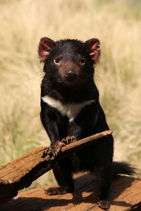 Tazmania Devil, Devil Video, Australian Fauna, Australia Animals, Australian Wildlife, Animal World, Interesting Animals, Tasmanian Devil, Rare Animals