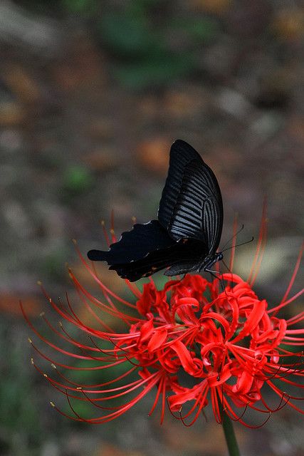 Red Spider Lily, Spider Lily, Favorite Flower, Butterfly Kisses, Airbrush Art, Black Butterfly, Butterfly Garden, Butterfly Flowers, Red Flower