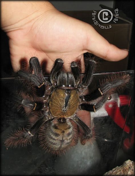 Andrew's Photography.: Malaysian Earth Tiger Tarantula Pet Tarantula, Poisonous Spiders, Huge Spiders, Beetle Insect, Scientific Name, Arthropods, Arachnids, Bugs And Insects, Love Bugs