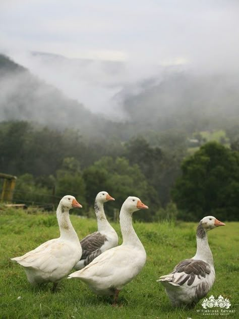 Country Living Ducks And Geese, Hobby Farms, Mountain Bikes, Family Outing, Swans, Art Plastique, Country Life, Delaware, Country Living