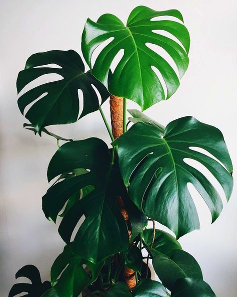 Big Leaf Indoor Plant, Big Leaf Plants, Big Indoor Plants, Trendy Plants, Plant Decor Indoor, Big Leaves, Plant Aesthetic, Monstera Deliciosa, Wild Plants