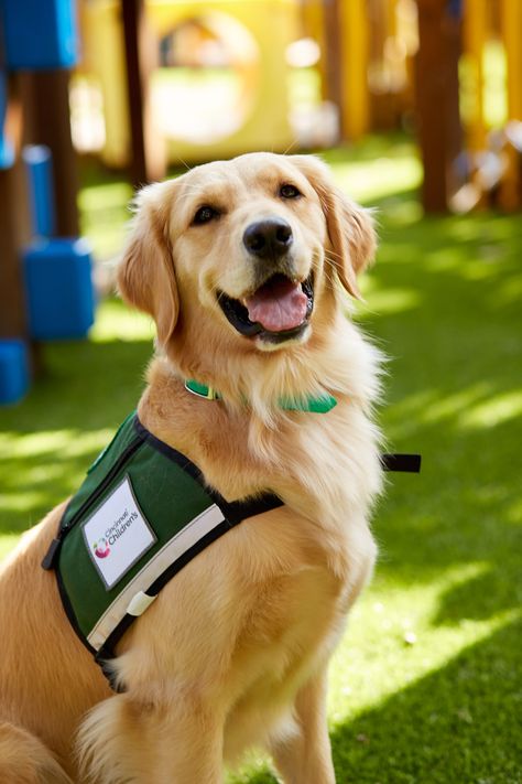 A Family That Heals Together: Smiley Therapy Dog Works at Children's Hospital Alongside Her Doctor Parents #doglovers #therapydogs Golden Retriever Therapy Dog, Asd Activities, Dog Therapy, Animal Therapy, Medical Fashion, Dog Words, Velvet Dog Collar, Leather Dog Collar Custom, Dog Sports