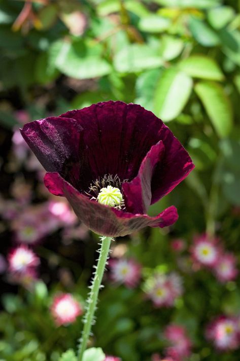 Buy 250 Seeds Organic AFTER MIDNIGHT POPPY Darkest Purple Almost Black Papaver Somniferum Flower Seeds at Walmart.com Poppy Flower Seeds, Purple Poppy, Purple Poppies, Gothic Garden, Winter Vegetables, Black Garden, After Midnight, Poppy Flowers, Plant Spacing