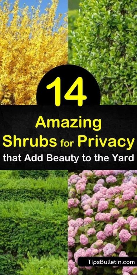 Learn how to make a privacy screen with fast-growing shrubs. Create a privacy hedge of evergreen shrubs, boxwood, hydrangea, and lilac and enjoy green foliage and colorful blooms of purple, pink, and white flowers. #shrubsforprivacy #plantingprivacyshrubs #fastgrowingprivacyshrubs Shrub Wall Privacy Hedge, Boxwood Privacy Hedge, Lilac Hedges For Privacy, Arborvitae Landscaping Privacy Hedge, Natural Fence Ideas Privacy Hedge, Privacy Hedges Fast Growing, Hedging Ideas, Boxwood Hydrangea, Yard Hacks