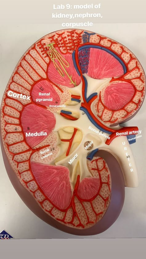 Urinary sys: model of kidney | Medical school essentials, Medical anatomy, Anatomy models labeled Kidney Model Project, Kidney Anatomy Drawing, Anatomy Models Labeled, Kidney Model, Kidneys Anatomy, Biology Model, Kidney Anatomy, Human Kidney, Sistem Saraf