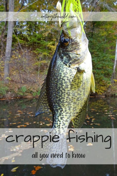 Best Bass Fishing Lures, How To Catch Crappie, Trout Fishing Gear, Crappie Bait, Carp Fishing Tips, Crappie Fishing Tips, Fishing Hook Knots, Survival Fishing, Crappie Jigs