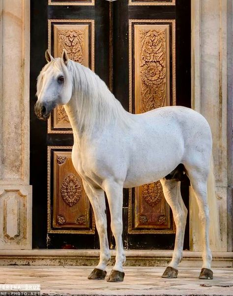 Lippizan Horse, Baroque Horse, Spanish Barb Horse, Lusitano Stallion, Andalusian Horse Bay, White Horse Aesthetic Royal, Bareback Riding, Spanish Horse, Lusitano Horse