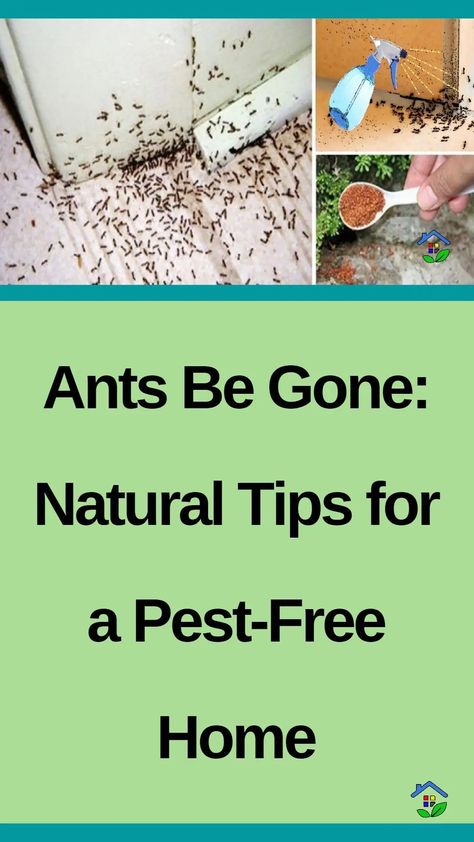 Ants are tiny creatures, but they sure know how to take over a place! Can you blame them just because they thought your home is “antastic” to them? They might be one of the tiniest creatures, but they still have the biggest ambitions, and your cozy home may seem like the perfect place to set […] How To Stop Ants From Coming In House, Small Ants How To Get Rid Of, Killing Ants In The House, How To Get Rid Of Tiny Ants, How To Kill Ants In The House, How To Get Rid Of Ants In The Kitchen, How To Get Rid Of Ants In The House, Natural Remedies For Ants, Plants That Repel Ants