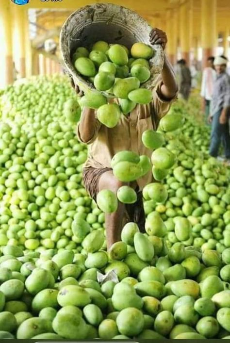 🍉🍈🍉🍊🍍🍉🍊🍍🍉 - kim kim - Google+ Mango Farm, Durga Mata, Pakistan Culture, Balochi Dress, Fruit Market, Indian Colours, Farm Photography, Indian Culture, Sai Ram