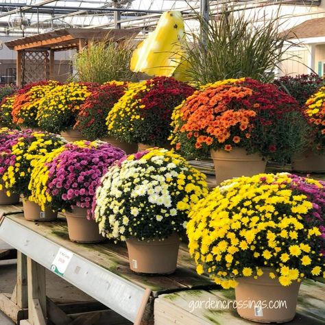 Can't decide what color mums to go with??  We have the solution! Mum Combination Planters! 3 different colored mums per planter, it's the best of both worlds! Best Of Both Worlds, Fall Plants, Greenhouses, Fall Colors, Make It Yourself, Canning, Halloween, Plants, Color