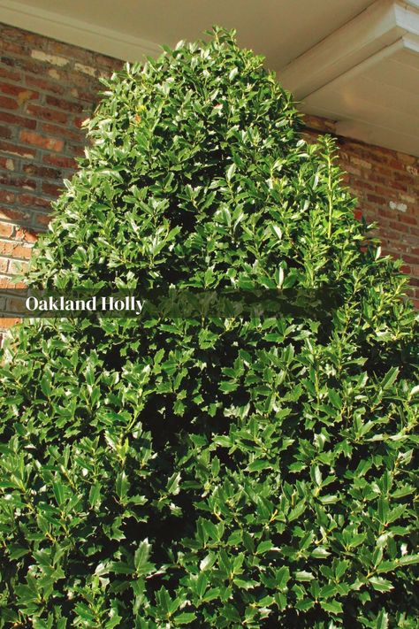 Oakland Holly is a timeless favorite, known for its glossy, dark green leaves and abundant red berries. This versatile tree adds a touch of traditional elegance to your landscape, making it perfect for formal gardens, hedges, or foundation planting. This evergreen thrives in full sun to partial shade and well-draining soil. Pruning helps maintain its desired shape, while the red berries provide a delightful pop of color in the winter. Growing 15-20’H x 12-15’W. Oakland Holly Tree, Oakland Holly, Holly Trees, Creek Garden, Southern Living Plant Collection, Southern Living Plants, Holly Tree, Gardens Design, Foundation Planting