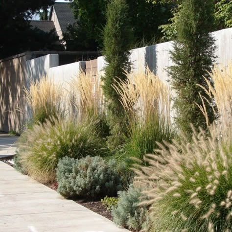 Simple Fence, Creative Fence, Landscaping Along Fence, Privacy Plants, Fountain Grass, Innovative Materials, Privacy Landscaping, Grasses Landscaping, Front Landscaping