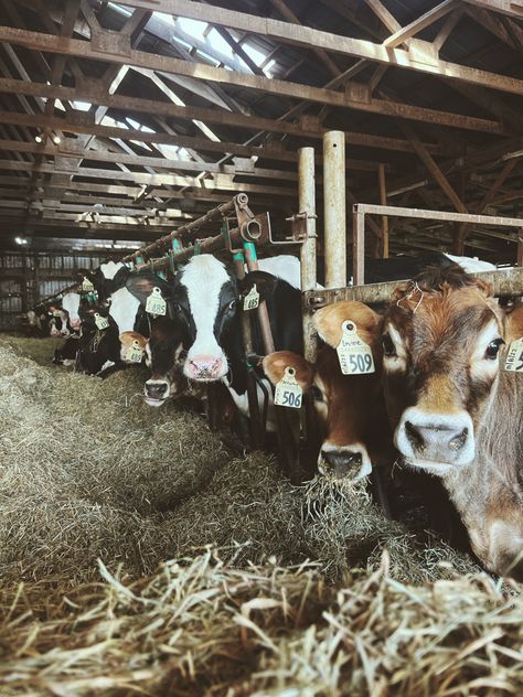 Cows Milk, Family Homestead, Cattle Farm, Farm Shed, Cow Farm, Farm Photography, Cattle Farming, Dairy Farm, Country Lifestyle