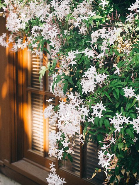 Climbing pink jasmine Jasmine Flower Aesthetic, Pink Jasmine, Jasmine Plant, Beautiful Flowers Photography, Jasmine Flower, Landscape Scenery, Garden Fence, Back Garden, Spring Garden