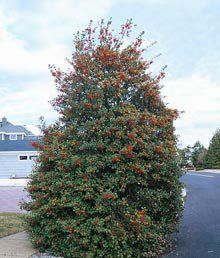 Types Of Evergreen Trees, Holly Trees, American Holly, Trees Nursery, Evergreen Landscape, Growing Trees, Broadleaf Evergreen, Hgtv Garden, Holly Tree