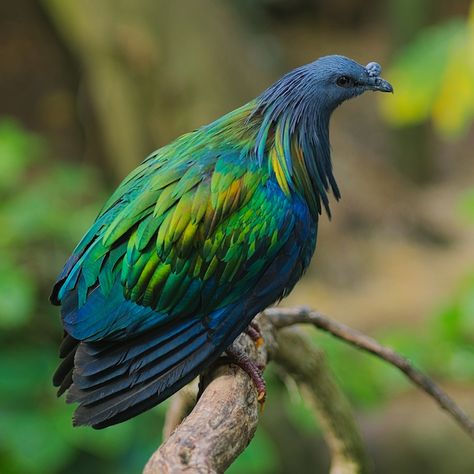 nicobar pigeon Nicobar Pigeon, Pigeon Breeds, Bird Quotes, Pet Fox, Nature Birds, Bird Wallpaper, Pretty Animals, Birds Tattoo, Exotic Birds