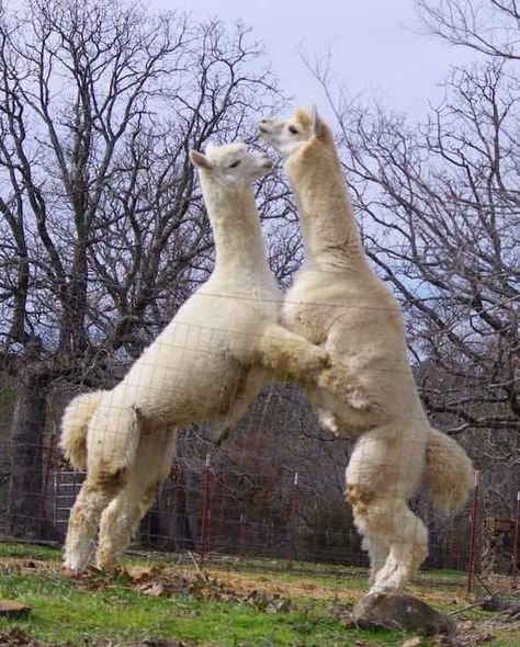 Alpaca Fight Alpaca Memes Hilarious, Help Me God, Llama Pictures, Funny Llama, Funny Bones, Cute Alpaca, Funny Farm, Cute Llama, Animal Photos