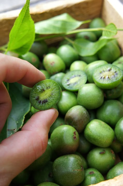 COCKTAIL KWIS: Super-sweet mini kiwis, with fuzz free edible skin & hardy down to -35C. Kiwi Plant, Hardy Kiwi, Kiwi Berries, Veg Garden, Have Inspiration, Kiwi Fruit, Growing Fruit, Fruit Plants, Food Garden