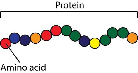 How does your horse utilize protein and does he need protein or amino acids added to his diet? Peptide Bond, Equine Nutrition, Muscle Protein, High Quality Protein, Whey Protein Isolate, Ldl Cholesterol, Isolate Protein, Protein Supplements, Protein Sources