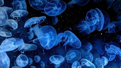 Wallpaper pc Background Macbook, Jellyfish Pictures, Underwater Wallpaper, Mac Backgrounds, Underwater Background, Fish Background, Ocean Backgrounds, Blue Jellyfish, Dark Blue Wallpaper