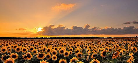 Sunflower Landscape Sky Sun background Sunflower Twitter Header, Sunflower Landscaping, Sunflower Header, Sun Header, Sky Landscape Background, Sunflowers Landscape, Sunflower Banner, Background Facebook, Background Header