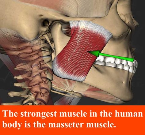 Medical Doctors Worldwide on Instagram: “The masseter muscle is a facial muscle that plays a major role in the chewing of foods. The muscle is shaped similar to a parallelogram,…” Neck Muscle Anatomy, Masseter Muscle, Face Structure, Muscular System, Muscle Anatomy, Facial Muscles, Strong Muscles, The Human Body, Doctor Medical