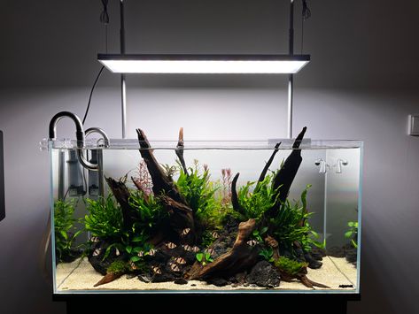 Ryoboku, driftwood, aquarium, aquascape, ADA, Tiger barb, microsorum Ada Aquascape, Terrarium Inspiration, Aqua Scaping, Driftwood Aquarium, Discus Aquarium, Gecko Terrarium, Fish Tank Themes, Tank Plants, Aquascape Design