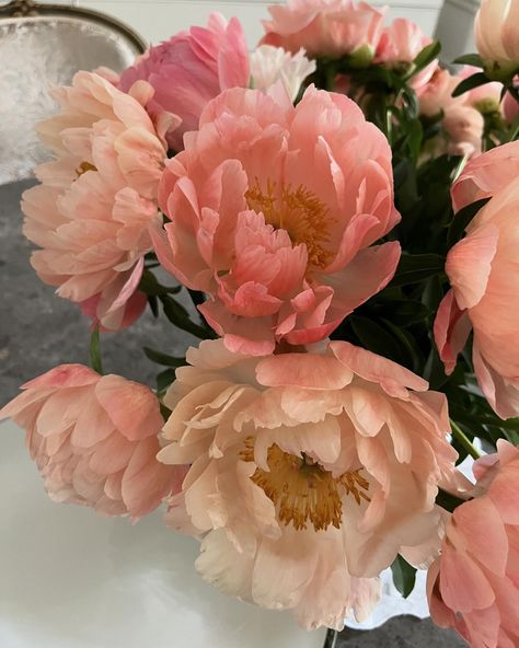 Couldn’t resist sharing these picture perfect peonies from HI headquarters 🌸 Fresh Peonies, Pinterest Contest, Peony Flower, Horticulture, Pretty Flowers, Picture Perfect, Peonies, Flower Garden, Plants