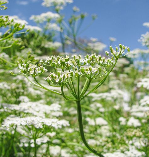 Learn how to grow cumin from seeds in our useful guide to producing cumin seeds in the home herb garden and how to use cumin in companion planting schemes. Queens Anne Lace, Anne Lace Flower, Cumin Plant, Cumin Seeds, Beneficial Insects, Herb Seeds, Fennel Seeds, Lace Flower, Companion Planting