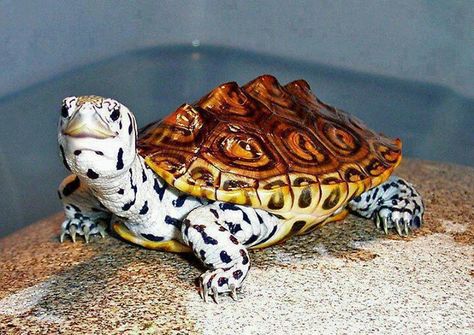 Black and white spotted turtle Diamondback Terrapin, Land Turtles, Turtle Time, Small Turtle, Pet Turtle, Tortoise Turtle, Terrapin, Turtle Love, Cute Turtles