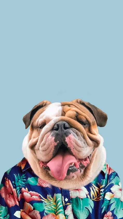 English Bulldog Wallpaper, Animal Photography Dogs, Bulldog Wallpaper, Dog Marketing, Pet Portraits Photography, Wallpaper Dog, Tumblr Backgrounds, English Bulldog Puppies, Bully Dog