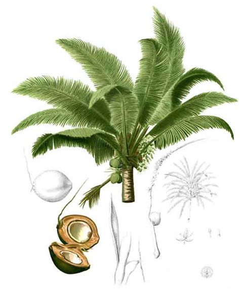 Niyog / Cocos nucifera / COCONUT/ virgin coconut oil : Philippine Medicinal Herbs / Philippine Alternative Medicine Palm Tree Drawing, Coconut Flower, Fauna Illustration, Plant Study, Cocos Nucifera, Illustration Botanique, Fruit Illustration, Coconut Palm, Scientific Illustration