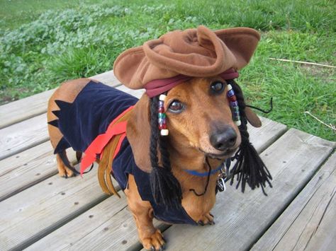 Doxie pirate Dog Halloween Outfits, Dachshund Costume, Top 10 Halloween Costumes, Puppy Pics, Weiner Dogs, Wiener Dogs, Doxie Dogs, Pet Halloween Costumes, Weenie Dogs