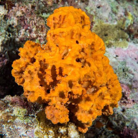 34.99 - Orange Sponge Coral (Clathria sp.) Care Minimum Tank Size 20 gallons Care Level Expert-Only Temperament Peaceful Reef Compatible Yes Water Conditions ... Check more at https://aqualocker.com/invertebrates/orange-sponge-coral-clathria-sp/ Sponge Coral, Reef Aquarium, Custom Website Design, Saltwater Aquarium, Digital World, Anemone, Size 20, A Team, Coral