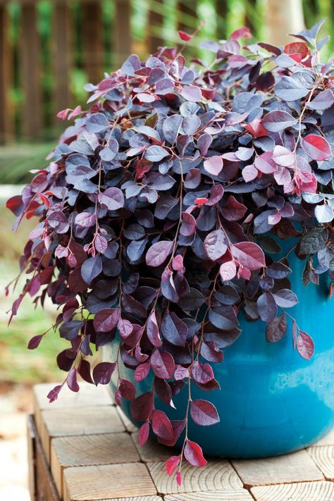 ‘Purple Pixie’ Loropetalum Purple Pixie Loropetalum, Bobo Hydrangea, Fringe Tree, Cranesbill Geranium, Garden Mum, Purple Pixie, Drought Tolerant Perennials, Shade Shrubs, Hardy Geranium