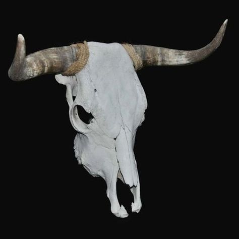 Very large bull skull. With suspension eye, to be immediately placed on the wall. Width from point to point is no less than 60 cm, length of the skull is 48 cm Bull Skull Photography, Bull Skull Illustration, Bull Skeleton, Bulls Skull, Animals Skull, Barn Owl Tattoo, Animals With Horns, Bison Skull, Skull Reference