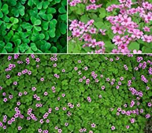 200+ Lucky Clover Flower Seeds Meadow Fields Creeping Plants Rare Wild Grass White Dutch Clover, Creeping Plants, Grass Patio, Clover Seed, Sprouting Seeds, Wild Grass, Clover Flower, Lucky Clover, Bulb Flowers