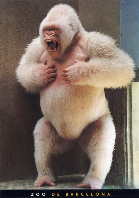 My favorite albino silverback gorilla, only one I ever seen. Albino Gorilla, Gorilla Gorilla, Albino Animals, Mandrill, Mountain Gorilla, Great Ape, Unusual Animals, Old Age, Wildlife Animals