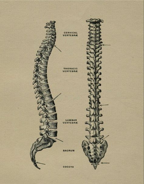 Spinal Cord Anatomy, Spine Anatomy, Anatomy Tattoo, Skeleton Anatomy, Spinal Column, Human Spine, Skull Sketch, Illustration Human, Vintage Medical