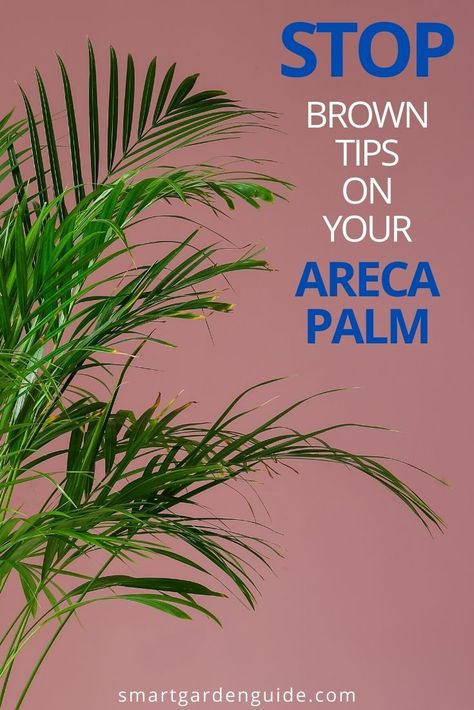 How to fix an Areca Palm with brown tips or leaves. This simple guide will explain why your Areca Palm (dypsis lutescens) is getting brown leaves and tips, and show you how to fix your plant, and prevent it from happening again. How To Care For Palm Plants Indoors, Areca Palm Indoor Living Rooms, Palm Tree Care Indoor, Dypsis Lutescens, Majesty Palm Care, Areca Palm Care, Areca Palm Indoor, Palm Plant Indoor, Indoor Palm Plants