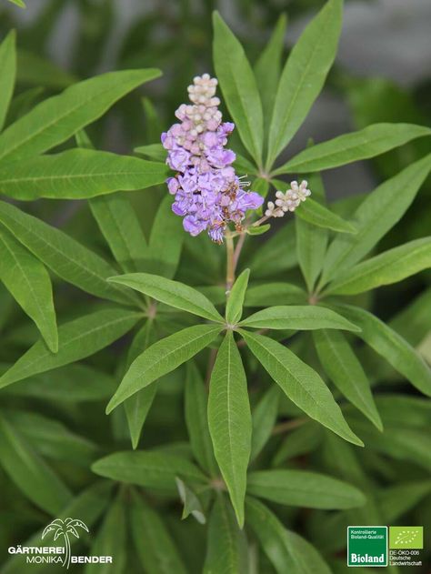 vitex agnus castus Vitex Agnus Castus, Agnus Castus