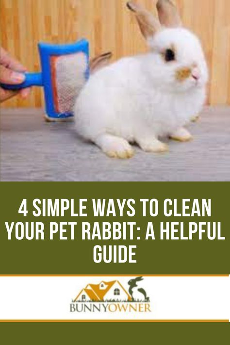 Wild Rabbit Food, Rabbit Facts, Rabbit Information, Dog Illnesses, Pet Rabbit Care, Lionhead Rabbit, Female Rabbit, Male Vs Female, Raising Rabbits