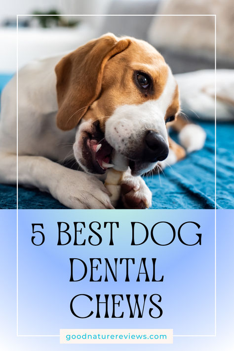 Top 5 Best Dog Dental Chews - Small Hack to Dog’s Healthy Teeth & Fresh Breath Clean Dogs Teeth, Brushing Dogs Teeth How To, Natural Dog Teeth Cleaning, How To Brush Your Dogs Teeth, Dog Dental Chews, Dog Dental, Dog Teeth Cleaning, Dog Cleaning, Types Of Dogs