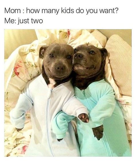 I want 4 kids, twins run in my family so THAT'S just two labor's- more bang for   your buck☺ Pit Bull Puppies, Funny Dog Memes, Pitbull Puppies, Memes Humor, Two Dogs, Sweet Dogs, Basset Hound, Pitbull Terrier, Dog Memes