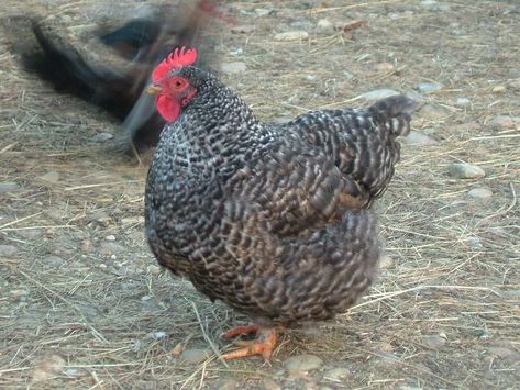 Kendermagos tyúk Dominique Chicken, Dominique Chickens, Barred Rock Chickens, Homestead Livestock, Chicken Bar, Plymouth Rock Chicken, Heritage Chickens, Laying Chickens Breeds, Barred Rock