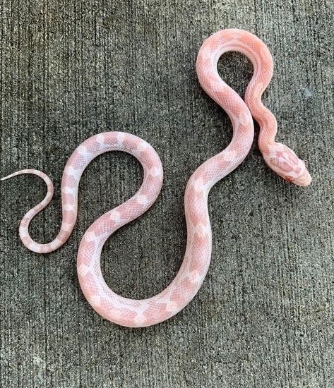 Coral Snow Corn Snake, Strawberry Snow Corn Snake, Pink Corn Snake, Corn Snake Tattoo, Corn Snake Enclosure, Dream Snake, Rare Albino Animals, Snake Enclosure, Snake Painting