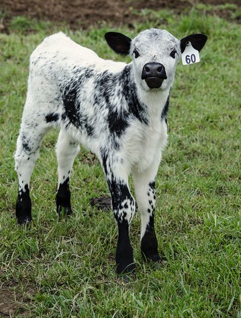 Pretty little Speckleline calf from Bimbadeen Farm in Tylden, Victoria, Australia. The breeding program combines Canadian-bred Speckle Park bulls with pure-bred black Lowline cows. Petit Tattoo, Mini Cows, Fluffy Cows, Cow Pictures, Farm Cow, Cow Calf, Baby Cows, Animal Sketches